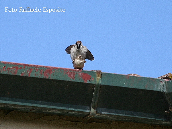 Sequenza di un accoppiamento